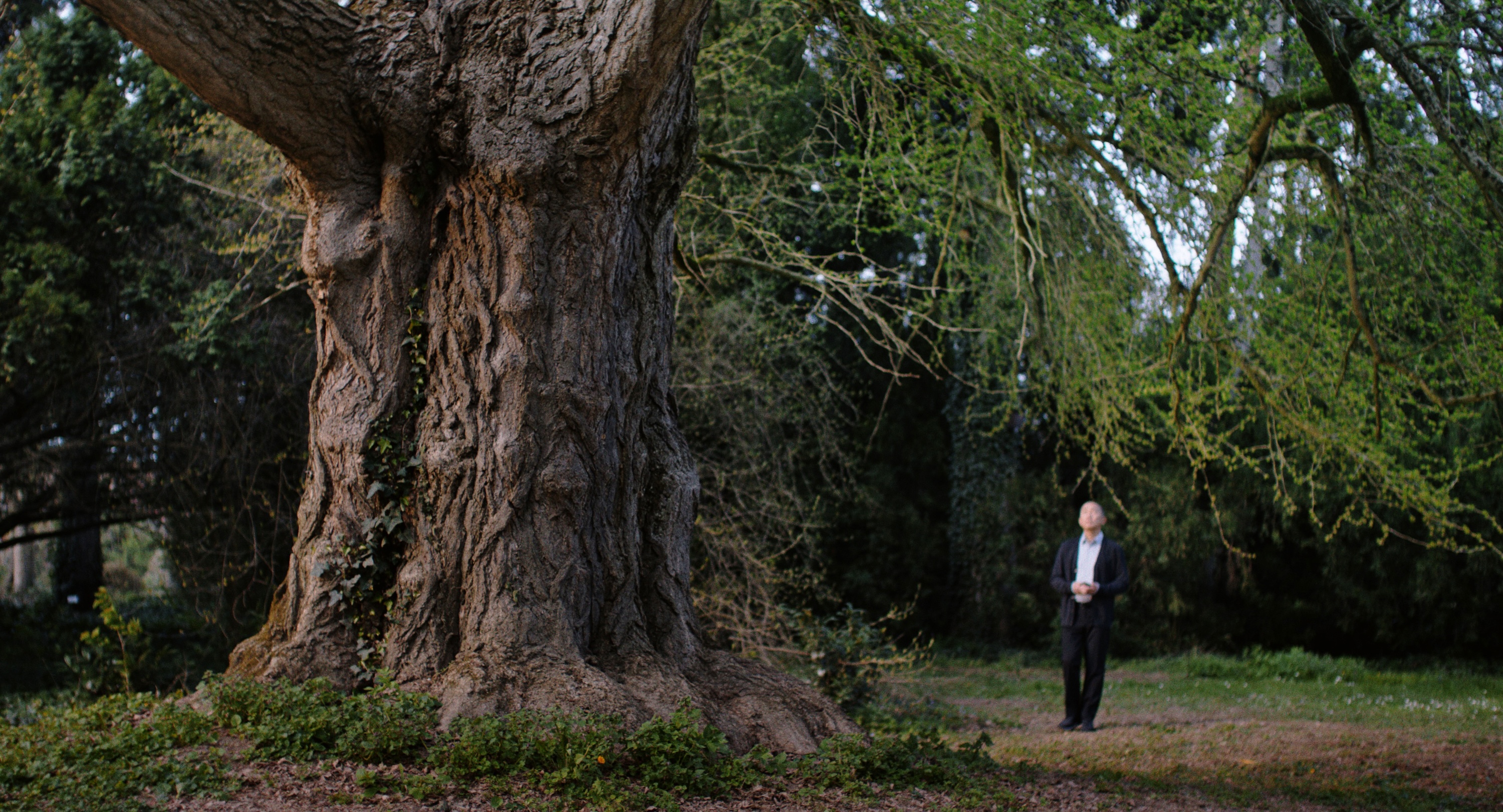 Can plants have consciousness? The film Silent Friend reimagines the  science | Scientific American