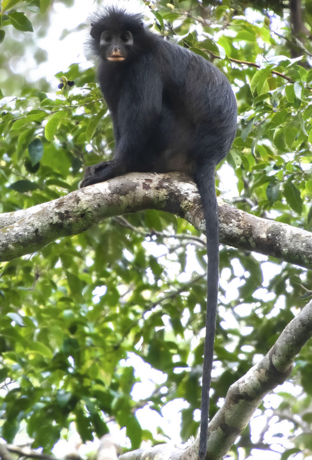 Scientists discover a 'remarkable' new monkey species with orange