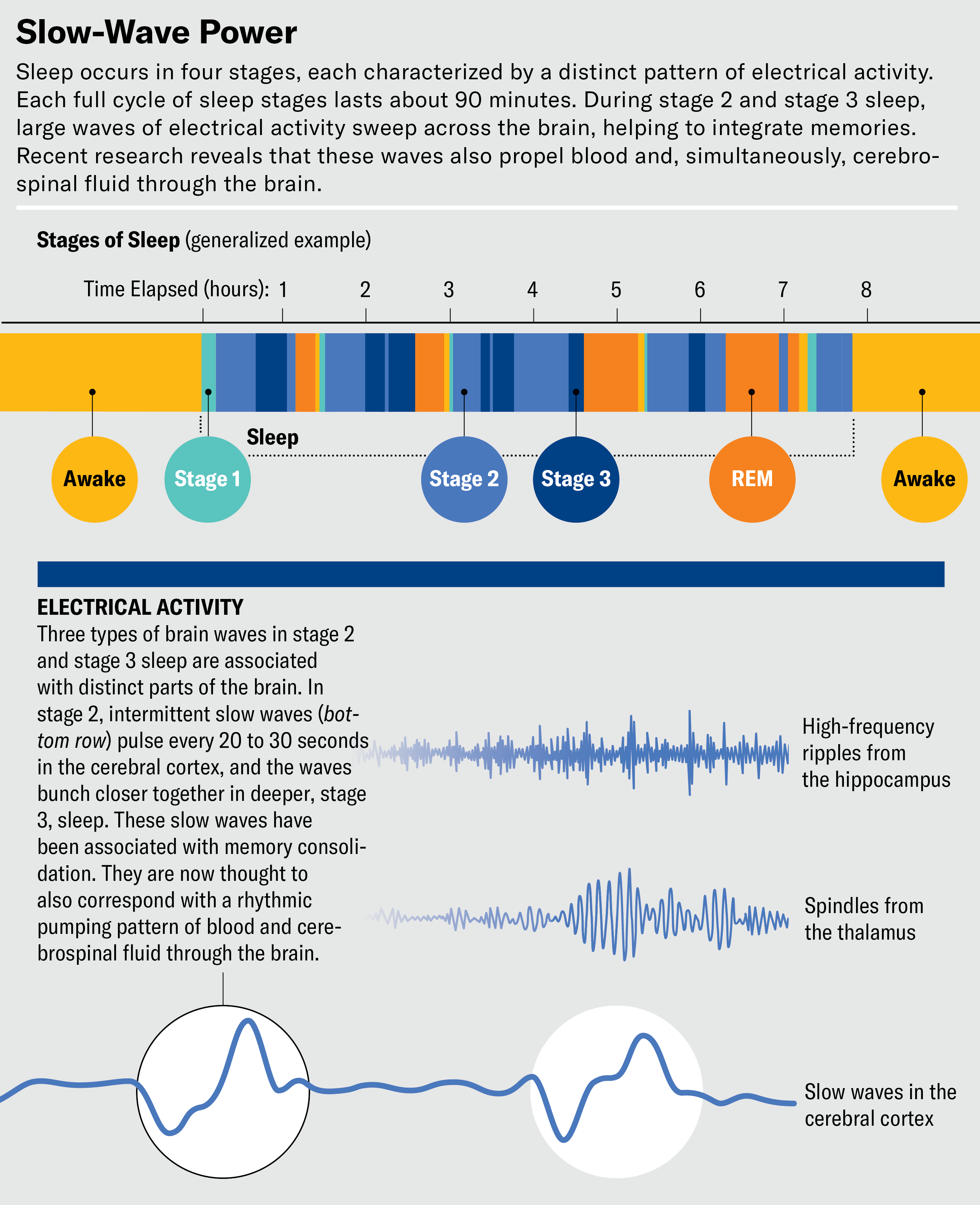 How sleep cleans the brain and keeps you healthy | Scientific American