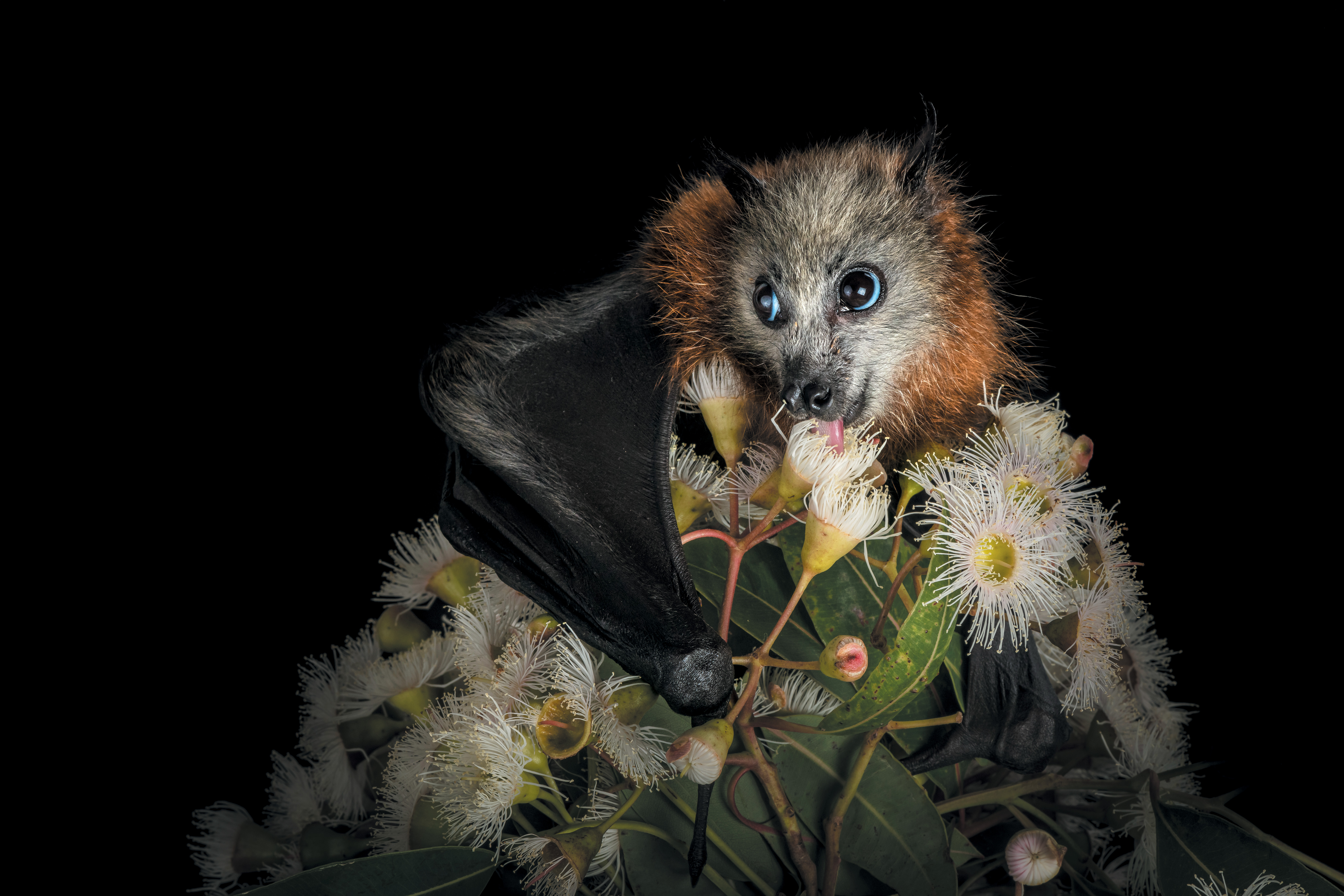 Mixed Species Flying Fox cam- Lubee Bat Conservancy | Explore.org, image size:6605x4403