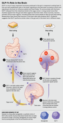 what does semaglutide do to your brain Study identifies weight-loss drug target in the brain: Newsroom semaglutide brain effects Effect of