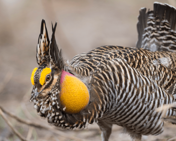 Endangered Bird Conservation: Essential Strategies to Save Species