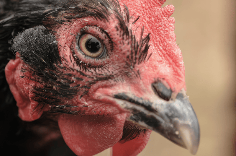 Can You Get Bird Flu from a Feather? Shocking Truth Revealed