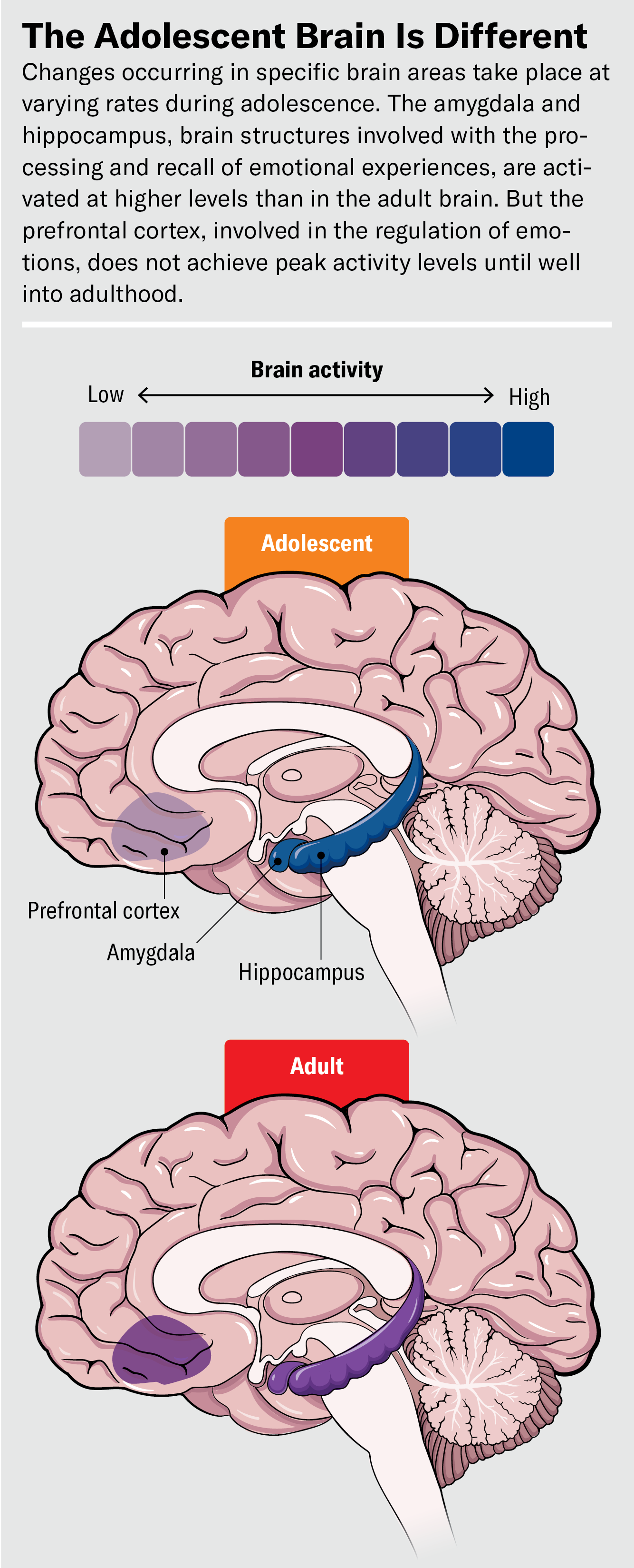 Adolescence Physical Changes And Neurological Development