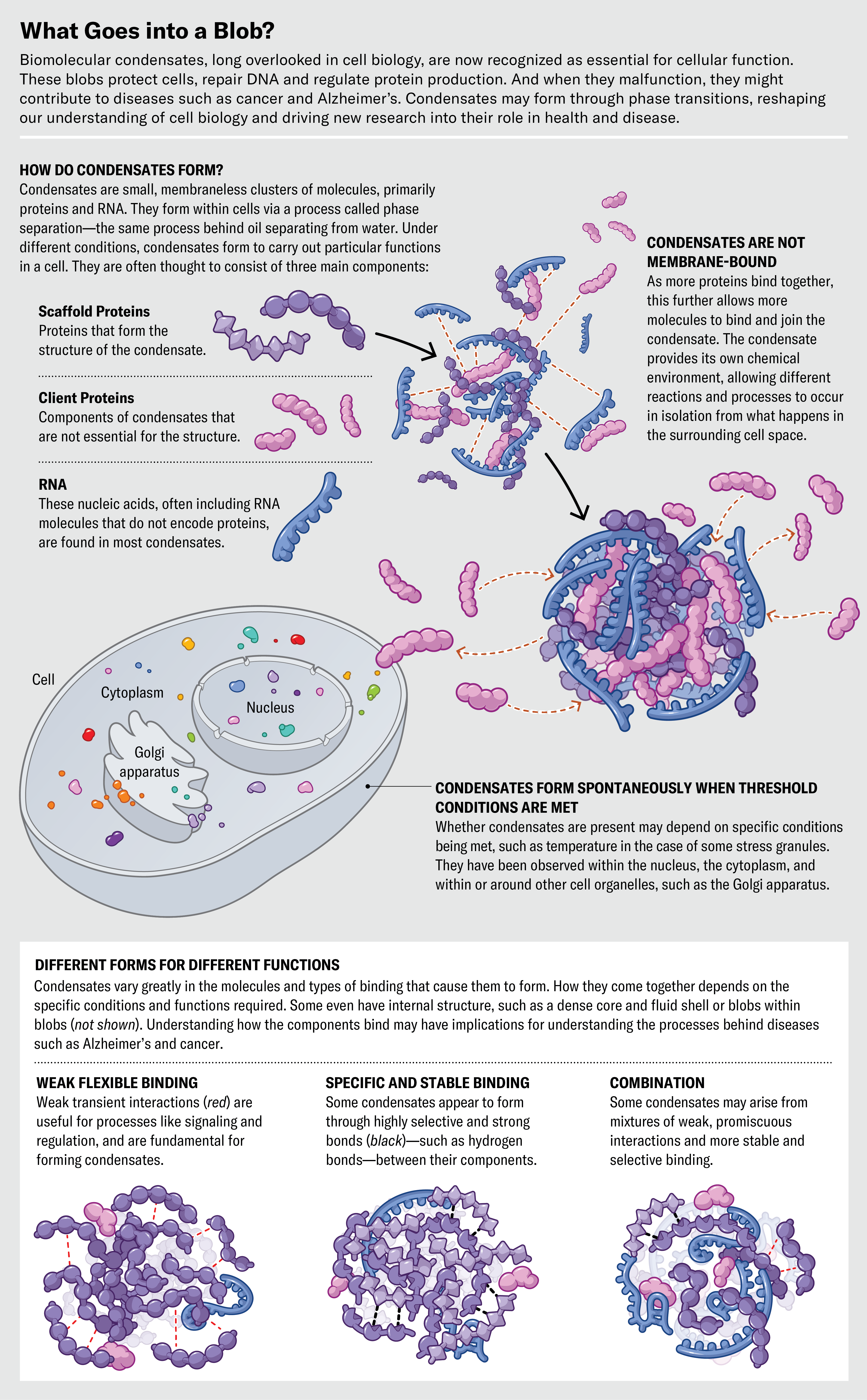 Mysterious Blobs Found in Cells Are Rewriting How Life Works 
