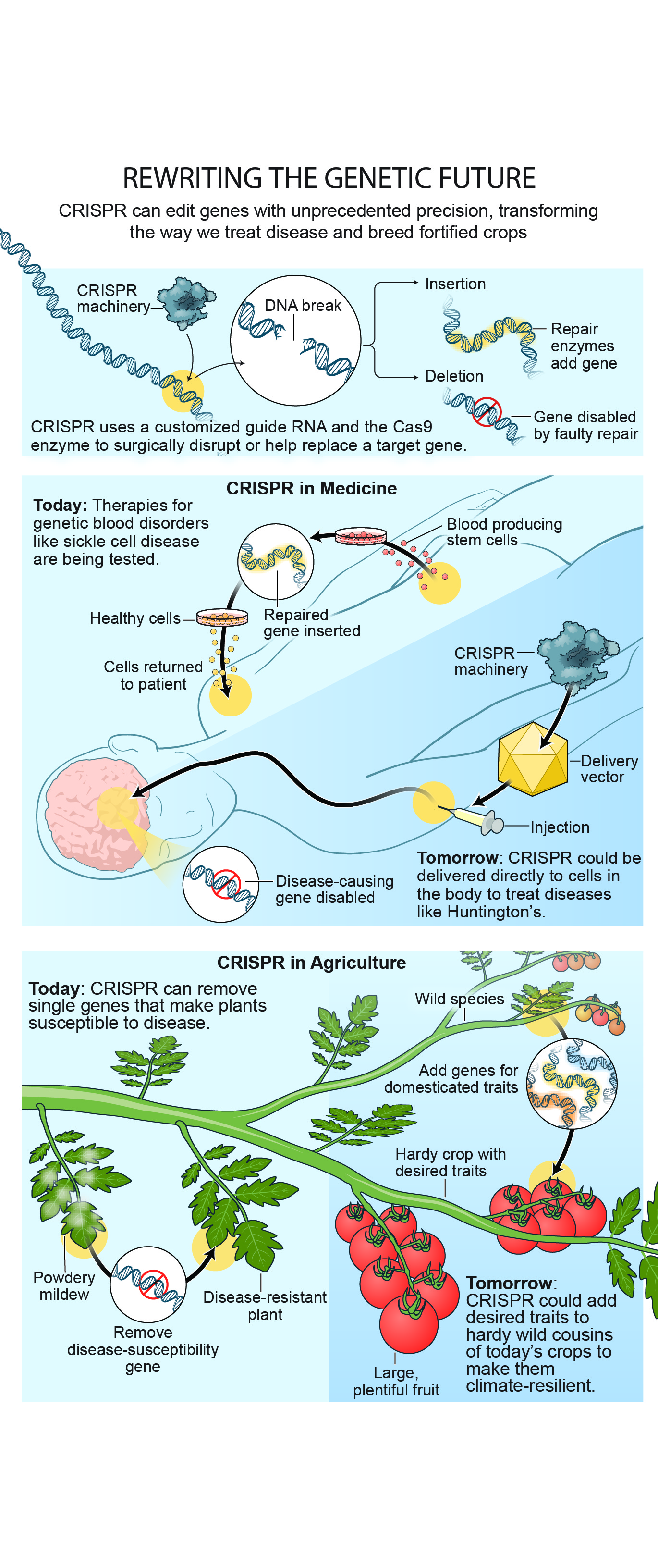 Crispr The Revolution In Genome Editing The New Dealer